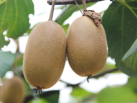 开云电竞官网基地展示一