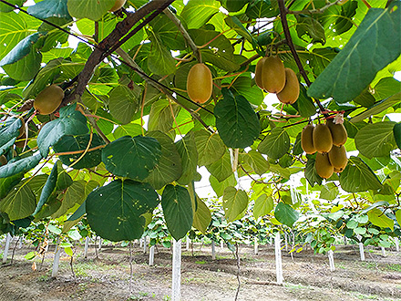 开云电竞官网基地展示三