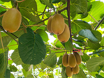 开云电竞官网基地展示四